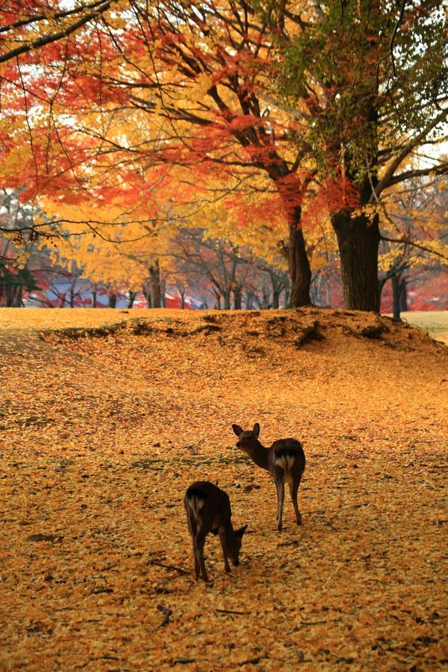 今週は奈良公園へ。<br /><br /><br />鷺池/浮見堂（うきみどう）<br />飛火野周辺<br />春日大社<br />水谷茶屋<br />手向山八幡宮<br />東塔跡園地（とうとうあとえんち）<br />大仏池<br />三和製菓/工場祭り<br />吉城園（よしきえん）<br />依水園（いすいえん）<br /><br />創作ダイニング　楽（らく）