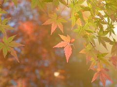 2013/11/30　鎌倉紅葉散歩！　今日は新発見あり！？2.獅子舞から覚園寺へ