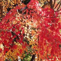 鹿児島/紅葉美しき霧島の湯を楽しむ晩秋の日＠料亭旅館 竹千代 霧島別邸(2013年11月)