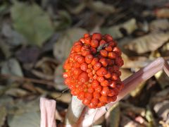 目黒自然教育園の木の実・草の実