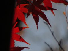 12月の紅葉　高幡不動尊