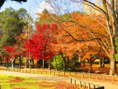 奈良公園と紅葉