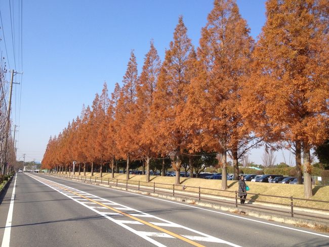 愛知−三河地方の安城市内にあるテーマパークのデンパークに出掛けてきました。<br /><br />周囲には田園が広がる中に有り、市街地からも直近の所に緑溢れる公園です。<br /><br />写真−デンパーク入門周囲に植えられている樹木が紅葉で入園者を迎えてくれていました。<br /><br /><br />http://www.denpark.jp/