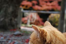 母 K子と行く京都 2013紅葉①　蓮華寺～鷺森神社～曼殊院篇