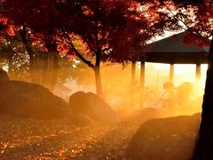 ２０１３年紅葉　番外編　いつもの散歩道、晩秋の雨上がりの朝