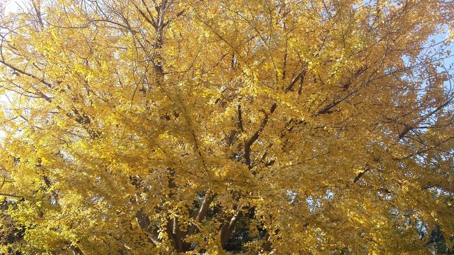 そろそ紅葉も終わりですね<br /><br />大掃除の合間に今年最後の紅葉狩りに行こう<br /><br />鎌倉は寺院めぐりが多いけど<br /><br />獅子舞の谷に行かなければ!!<br /><br />何とか間に合って良かった（＾＾）<br /><br />北鎌倉　→　円覚寺　→　天園ハイキングコース<br /><br />→　獅子舞の谷　→　瑞泉寺　→　鎌倉宮<br /><br />→　鶴岡八幡宮　→　寿福寺　→　海蔵寺　<br /><br />→　亀ヶ谷切通し　→　北鎌倉