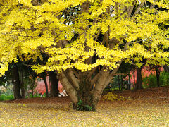 紅葉@航空公園（2013/11/26）