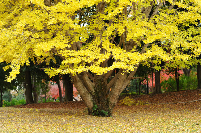 先日絶好の紅葉狩りのチャンスに腰を痛めてから、雨と仕事に阻まれなかなか出かけるタイミングを逃していた。<br />そうしているうちにとうとう東京周辺に紅葉前線が下りてきしまった。<br />ようやく仕事のきりがつき、車移動でずいぶんと赤くなってきているのを見かけた所沢航空公園へ愛犬のCobbyと出かけてみた。