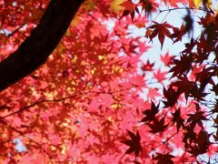 龍野公園・東山公園紅葉めぐり