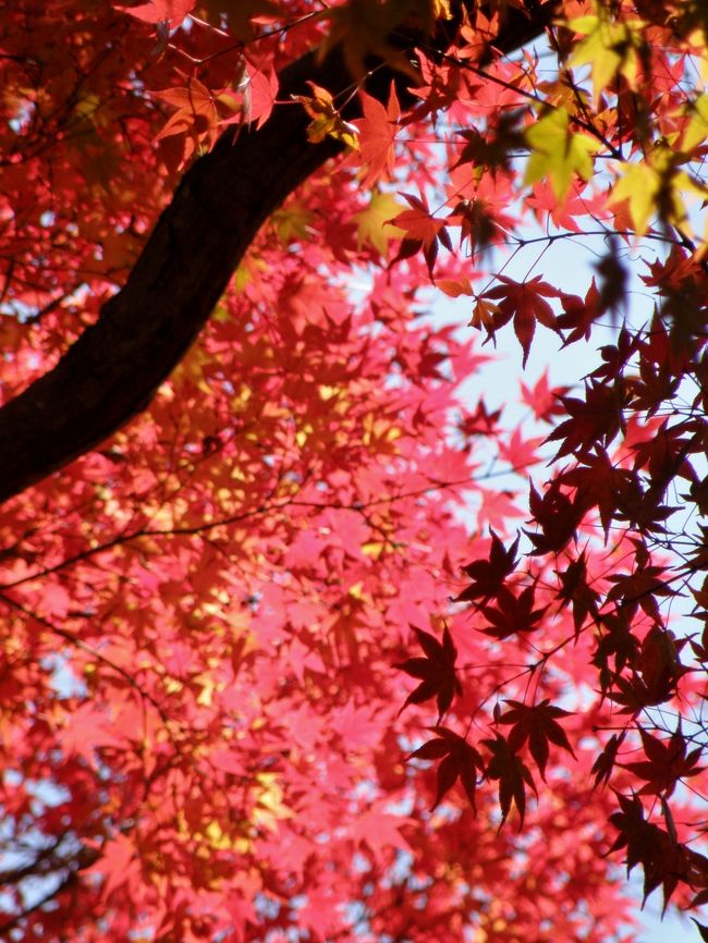 たつの市の龍野公園は「一目３千本」と言われる桜の名所だが紅葉の名所としても有名。例年兵庫県の紅葉の名所の中では少し遅れて見ごろとなるので行って来ました。茶室「聚遠亭」の付近や「紅葉谷」などを巡って見事な紅葉を堪能。公園内の「すくね茶屋」で昼食に「にゅうめん」をいただき、同じたつの市の紅葉の名所「東山公園」へ。こちらは少し見ごろを過ぎた感じだったがちょうど見ごろの木も残って渓谷を彩っていた。