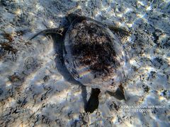 沖縄 慶良間諸島 座間味島 阿真ビーチのウミガメさん