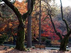 新宿御苑の紅葉　２０１３