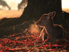 2013・12　奈良へ紅葉と鹿を見に行こう