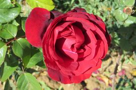 2012秋、イラン旅行記(12/56)：11月18日(5)：シラーズ(4)：エラム・ガーデン、庭園の薔薇、シラーズの街並み光景