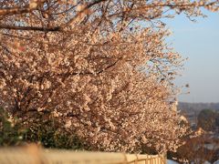 四季桜ｉｎふれあいの森