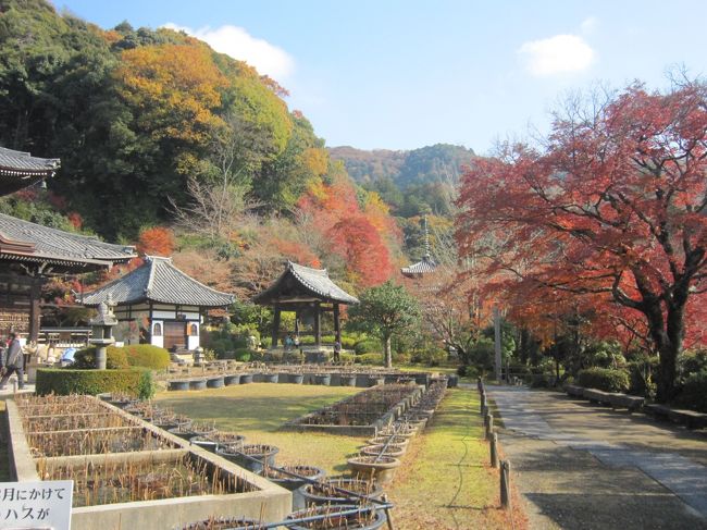 マンションの仲良し会で宇治に紅葉ハイキング<br />天気にも恵まれ絶好のハイキング日和<br /><br />今年の紅葉は思ったほどではなかったので、来年また”来よう〜”と言いながら<br />１１ｋｍのハイキングを楽しみました