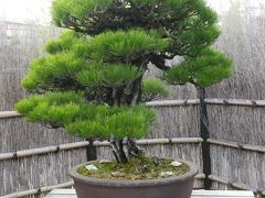 名木に表裏なし　～大宮盆栽美術館