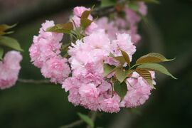 2012春、中国旅行記22(4/50)：4月14日(4)：無錫、太湖、ゲン頭渚公園、奇石、八重桜、桃、ポピー