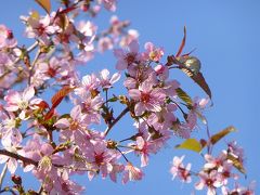 弁天通り公園のヒマラヤ桜（品川区・中延）