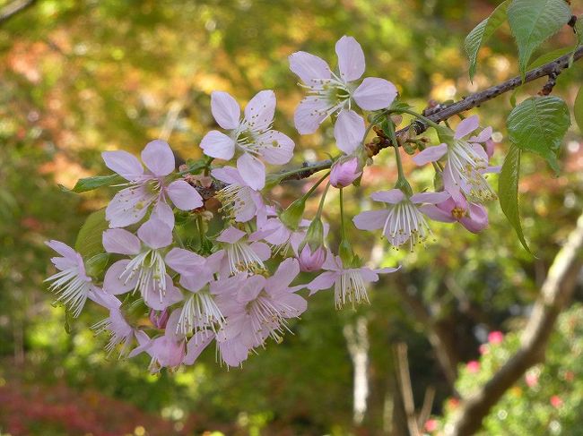 本日もお仕事前のお花見でちょっとあわただしい感じでした<br /><br />普通であればいつもの時間よりも２時間ほど余裕があるのだが顔にぶつぶつができてそれのケアーのために時間をとられてしまいやはり余裕はなく最後のほうはばたばたでした<br /><br /><br />