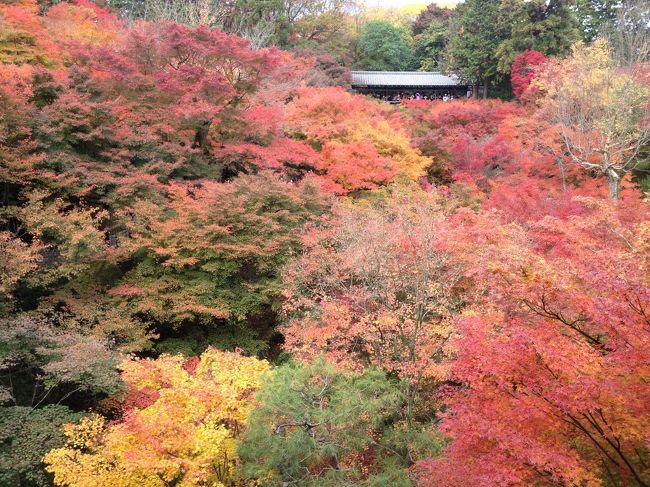 大学が文化祭で休みなのをいいことに、京都へ紅葉狩りに♪<br />毎年行くほど大好きな京都！実は6回目にして初の秋京都です<br /><br />しかし同行する友人の一言、「京都は初めて」<br /><br />!!?(´Д｀;<br /><br />ビギナーがまず押さえるべき京都とディープな京都の混合プランニングは私の腕の見せ所です<br /><br />時間は2日間、秋はやはり京都市内はどこも高く、宿がとれなかったので宿泊地は奈良です<br /><br />費用は安く、でも観光に妥協はしない<br />超貪欲京都旅のはじまりはじまり〜<br /><br />※一年前なので思い出して書きます。。