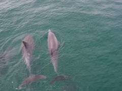 シドニー満喫旅！　３日目　イルカふれあい旅