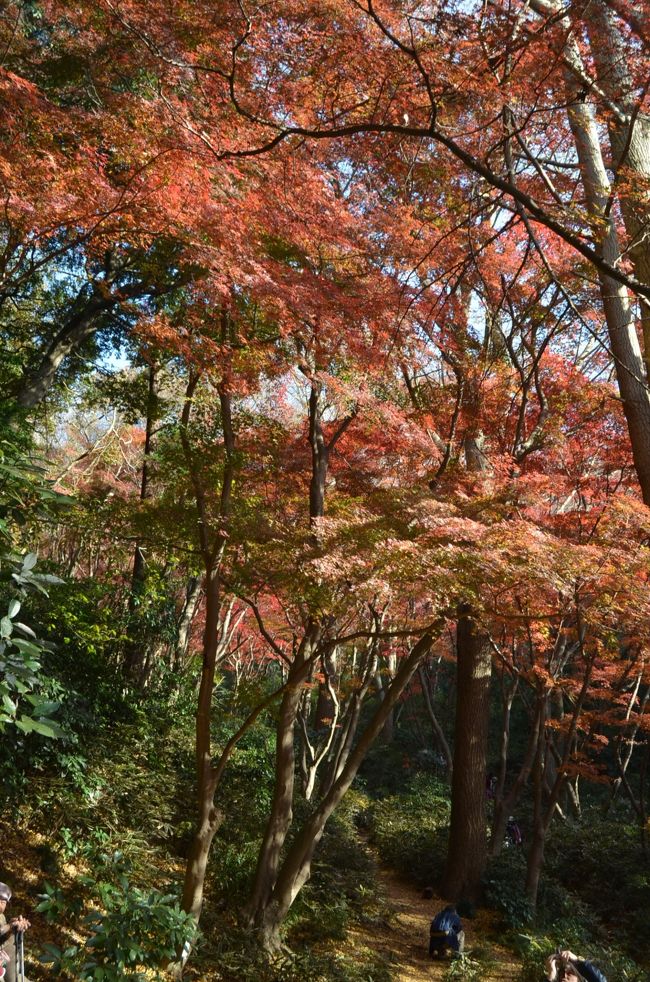 ３年続けて、鎌倉紅葉ハイキング。<br />今年も歩きの達人Ａさんの案内で、会社ＯＢ４人組で金沢文庫駅からスタートした。<br /><br />初めて歩く六国峠ハイキングコースから、鎌倉のハイキングコースに入り、紅葉谷（獅子舞）の紅葉を見た。<br />紅葉谷の紅葉は、鎌倉のお寺より１週間くらい遅く、今回が紅葉の真っ盛りだった。<br />昨年、一昨年と紅葉谷の紅葉の見ごろを外していたので、今回はラッキーだった。<br />その後も、ハイキングは続き、祇園山のハイキングを終えて、鎌倉にたどり着くまで約１５ｋｍの行程。<br />自宅からは、２９，３４５歩の大歩きと成った。<br /><br />京都の紅葉に続いて、鎌倉の自然な紅葉が見られて大満足の紅葉シーズンに成った。<br /><br />行程<br />京浜急行金沢文庫駅→能見堂緑地（六国峠ハイキングコース）→釜利谷市民の森→金沢自然公園(金沢動物園)→大丸山→天園→紅葉谷（獅子舞）→鎌倉宮→鶴岡八幡宮→祇園山→鎌倉<br /><br />過去の鎌倉紅葉ハイキングはこちらです。<br /><br />（２０１２年）<br />鎌倉紅葉ハイキング　２０１２　大船から鎌倉湖、百八やぐら、大平山、天園、紅葉谷<br />http://4travel.jp/travelogue/10730403<br /><br />（２０１１年）<br />神奈川探訪（２３）　鎌倉　紅葉ハイキング、紅葉谷、瑞泉寺<br />http://4travel.jp/travelogue/10627067<br />