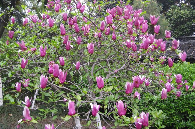 江蘇省の泰州市にある梅蘭芳紀念館紹介の続きです。季節の花では、紫色の『木蓮』や、八重咲の桃の花などが見頃でした。紫色の『木蓮』は、『シモクレン(紫木蓮)』と呼ばれることが多いですが、正式名は『モクレン(木蓮)』です。(ウィキペディア、JTB・中国)