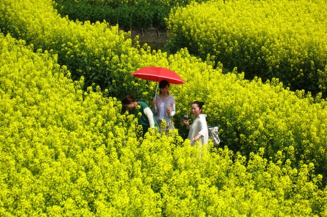 2012春、中国旅行記22(25/50)：4月16日(5)：興化市、千島菜花風景区、展望台からの眺望、風車、日傘