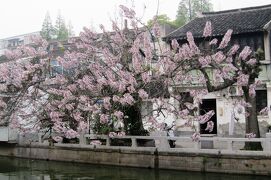 2012春、中国旅行記22(30/50)：4月16日(10)：蘇州市、耦園、城曲草堂室内、桐の花、水郷遊覧