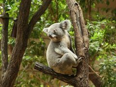 2013.11　秋の行楽シーズンに人気の東山動物園