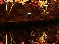 本土寺のライトアップ・観音寺の紅葉