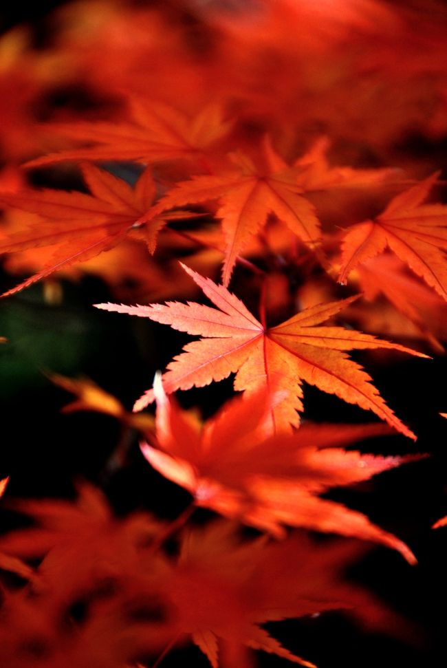 Japan　高幡不動の紅葉をみたくて　～ミツバチばあやの冒険～