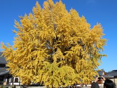 京の紅葉を眺めながら寺社巡りをしたい②