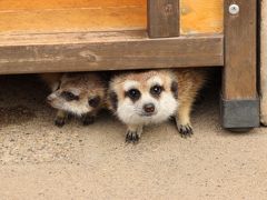 冬のレッサーパンダ・オフ会は市川市動植物園で紅葉の自然林散策付き（３）可愛いけれど写真を撮るのが至難の業の大人レッサーパンダたち＆流しカワウソや赤ちゃんもいて大所帯のミーアキャットやその他の動物たち