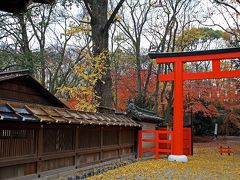 京都　近畿最後の落葉　糺の森