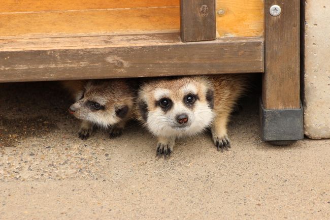 市川市動植物園のハイライトはまぎれもなくレッサーパンダですが───私が大好きだから、というだけでなく───今年2013年生まれの子供たちがいなくても、開園時から閉園時までいてその８〜９割方の時間と気力をレッサーパンダに注いでしまったこともあります。<br />でも、さして大きくない動物園であり、写真も撮りにくい檻タイプの飼育舎も多いながらも、他にも魅力的な動物たち、いつまでも見ていたくて、何枚写真を撮っても飽き足らない動物たちがいるとつくづく思いました。<br />特に、１人で回っていたのでなく、オフ会のメンバーと一緒だったおかげで、自分では気付きにくかったり逃してしまいそうな魅力ポイントやその瞬間に目を向けられたと思います。<br /><br />大人のレッサーパンダは、ライチくんやルルちゃんは外に出ていなくて、私のひいきのソラちゃんは木の中で爆睡中でした。<br />でも、今年初めて訪れた市川市動植物園も今回ですでに５回目。<br />そしてライチくんもソラちゃんも以前じっくり対面して写真が撮れたので、あきらめはつきました。<br />代わりに他の動物たちを見る時間ができたといえるでしょう。<br />それに、ナミちゃんをはじめ、天天くん、フランくん、ハオくんの写真はしっかりゲットしました。<br /><br />レッサーパンダ以外では、まずは今年急に「流しカワウソ」が有名になったコツメカワウソたち。<br />いまは男の子３匹と女の子２匹は敷居があって別々に展示されていて、流しカワウソがあるのは男の子のところです。<br />寒いので「流しカワウソ」してくれないのかな、と思ったら、ばしばし見せてくれました。<br />もぐもぐタイムにも見に行ったのですが───こういうタイミング合わせが、１人だとレッサーパンダに張り付いていて、まあいっか、となってしまいがち（苦笑）───コツメカワウソたちは、特に女の子たちが、すっごい楽しい食べ方を見せてくれました。<br /><br />それから今日は寒いから外に出てきてくれないかな、と思ったミーアキャットは、思った以上に活動的でした。<br />赤ちゃんはほんとに可愛くって、わたくしメロメロ。<br />また、ミーアキャットももぐもぐタイムにも居合わせることができました。<br />jilllucaさんはミーアキャットの飼育員さんから話を聞いて───シャイな私はヨコで耳をすませていただけでしたが───おかげで興味深い話がいろいろ聞けました。<br /><br />コツメカワウソもミーアキャットも常々可愛いと思っていましたが、市川市動植物園はその可愛らしさを上手く引き出して見せてくれていると思います。<br /><br />それから「なかよし広場」。<br />オフ会メンバーは、いまさらヤギやヒヨコやハムスターには関心がなかったかもしれないですが、私はここにギンギツネやシロフクロウ、ボタンインコがいることを知っていたので、みんなを誘うように入ってみました。<br />ギンギツネのぎんちゃんは残念ながら亡くなっていましたが（涙）、おなかの大きなヤギと、もこもこウール100％の羊さんが頭突きしあっていて、見ていてとっても楽しかったです。<br />よくぞパンクしないものだと思うほど腹がふくれたヤギさんは、見ていて心配になってしまうほど活動的でした。<br /><br />今回のオフ会メンバー：jilllucaさん、夏への扉さん、sya-さん、mimicatさんと旦那さん、そして私の６名<br /><br />＜紅葉散策付きのレッサーパンダ・オフ会旅行記のシリーズ構成＞<br />□（１）これまでと違うルートでアクセス！〜大町自然観察園ともみじ山の紅葉を愛でながら<br />□（２）Baby Red Panda！〜元気いっぱい、メイファちゃんの忘れ形見の優花（ユーファ）ちゃん・梨花（リーファ）ちゃん・明登（メイト）くん<br />■（３）可愛いけれど写真を撮るのが至難の業の大人レッサーパンダたち＆流しカワウソや赤ちゃんもいて大所帯のミーアキャットやその他の動物たち<br /><br />市川市動植物園の公式サイト<br />http://www.city.ichikawa.lg.jp/zoo/<br /><br />＜これまでの市川市動植物園の旅行記＞<br />2013年11月２日<br />「恒例の秋バラ詣は京成バラ園で＆レッサーパンダの赤ちゃん詣（４）レッサーパンダの赤ちゃんの名前を投票しに市川市動植物園再び〜今度はミーアキャットの赤ちゃんにも会えた@」<br />http://4travel.jp/traveler/traveler-mami/album/10828940<br /><br />2013年10月27日<br />「秋バラとレッサーパンダの赤ちゃん詣と両方欲張れた市川市動植物園（１）水生植物園で野生のカワセミに会えた〜滴たっぷりの朝のバラ園」<br />http://4travel.jp/traveler/traveler-mami/album/10826257<br />「秋バラとレッサーパンダの赤ちゃん詣と両方欲張れた市川市動植物園（２）竹林のエミューやお風呂カピバラや流しカワウソなどその他の動物たち」<br />http://4travel.jp/traveler/traveler-mami/album/10826415/<br />「秋バラとレッサーパンダの赤ちゃん詣と両方欲張れた市川市動植物園（３）レッサーパンダ特集！〜メイファちゃんの遺児の三つ子の赤ちゃん」<br />http://4travel.jp/traveler/traveler-mami/album/10826761<br />「秋バラとレッサーパンダの赤ちゃん詣と両方欲張れた市川市動植物園（４）レッサーパンダ特集！〜可愛らしさで大人レッサーも負けてはいない@」<br />http://4travel.jp/traveler/traveler-mami/album/10827014<br /><br />2013年５月26日<br />「春バラ詣クライマックスの京成バラ園とレッサーパンダ詣（4）市川市動植物園の可愛いレッサーパンダに10匹も！！」<br />http://4travel.jp/traveler/traveler-mami/album/10779403/<br /><br />2013年１月13日<br />「新春・レッサーパンダ詣〜連休中日は市川市動植物園へ（1）プロローグ：アクセス編＆レッサーパンダ・グッズの買い物も楽しみに」<br />http://4travel.jp/traveler/traveler-mami/album/10742262<br />「新春・レッサーパンダ詣〜連休中日は市川市動植物園へ（2）レッサーパンダが10匹ぞろぞろ！〜撮影しづらかったけれど、可愛くって頬が緩みっぱなし@」<br />http://4travel.jp/traveler/traveler-mami/album/10742652<br />「新春・レッサーパンダ詣〜連休中日は市川市動植物園へ（3）いろいろな動物たち〜なかよし広場でモルモットを膝に乗せてみる＆小動物メイン」<br />http://4travel.jp/traveler/traveler-mami/album/10742136<br /><br />※今回の市川市動植物園を含め、これまでの動物園の旅行記は目次を作成しました。<br />「動物／動物園と水族館の旅行記〜レッサーパンダ大好き〜　目次」<br />http://4travel.jp/traveler/traveler-mami/album/10744070/<br />