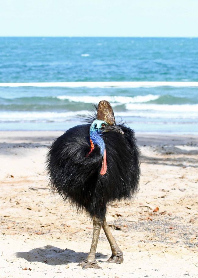 野鳥撮影目的で初めての海外渡航でした。聞きしに勝る種類の野鳥撮影ができました。おそらく１００種類はゆうに超えていると思われます。名称不詳の野鳥もありボチボチと撮影順にアップしていきます。<br />４人グループで現地日本人ガイド６日間お願いしてのケアンズ周辺での探鳥でした。お天気にも恵まれまれましたが暑さとの戦いでもありました。３２度前後の毎日で日本と同様に湿度も高くペットボトルが離せませんでした。<br />それでも熱帯雨林の中のロッジでの宿泊が５泊あり毎朝野鳥の声で目を覚ます贅沢な時を過ごしました。<br />初日はケアンズ空港を早朝出発。市内周辺を探鳥したあとで南部のヒクイドリの海岸を経由してアサートン高原の宿泊ロッジまでの探鳥ドライブです。<br />