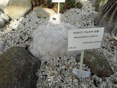 筑波実験植物園と模型展②