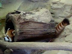 初冬のレッサーパンダ紀行【１】 多摩動物公園＆熱川バナナワニ園　やはり時期尚早でしたね・・・。 カナダからやって来たFRANKEN君にはまだ会えず＠多摩、そして、今年生まれの仔パンダにもやっぱりまだ会えず＠熱川