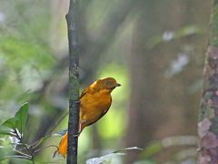 初夏のケアンズ７日間　（第二日目）