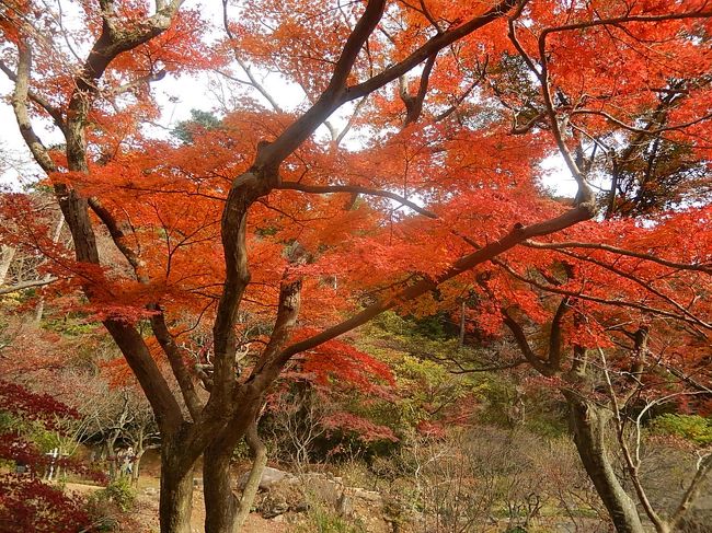 12月9日、午前11時にホテルを出発し、本日の訪問先である熱海梅園を訪問した。　幹事さんの車で第一陣として４人で出かけた。　午前11時半に到着し、入り口近くの梅園を散策した。幹事さんがピストン輸送で残りの二名を乗せて熱海梅園に着いたのは午後０時頃で、全員の7名が揃った。<br />この梅園ではこの時期としては梅は無く、紅葉が見ゴロであった。我々以外にかなりの観光客が訪れていた。　約1時間半くらい紅葉めぐりを楽しんだ。<br /><br />○熱海梅園について・・・説明文による<br />日本一の早咲きの梅で知られる「熱海梅園」は、日本一遅い紅葉の名所でもある。１１月16日～12月8日迄の間、もみじまつりがされていた。熱海梅園の開設は明治18年である。<br /><br /><br />＊写真は美しい紅葉