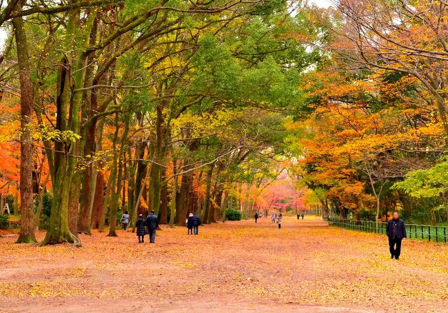 あっという間に過ぎゆく短かった秋を惜しみ、初冬の風情に浸ろうと葵祭で有名な下鴨神社と上賀茂神社を訪ねてみました。両社とも京都で最も古い神社のひとつに数えられ、平安時代には王城鎮護の社とされました。１９９４年には「古都京都の文化遺産」として世界文化遺産に登録された美しい神社です。<br />前編は、下鴨神社をレポートしたいと思います。<br />例年１２月に入ってから紅葉が見頃となり、京都の錦秋のフィナーレを飾るのが下鴨神社の境内に広がる糺の森。今年は見頃となる時期がさらに遅れていましたので満を持しての出陣。糺の森の紅葉は、赤・黄・緑色の葉が入り乱れた幻想的なグラデーションを彩るのが特徴です。そして足元では散り敷く落葉が幾重にも織り重なり、一面をオレンジ色に染め上げます。また、仰ぎ見れば樹齢３００年を超えるタカオカエデなどが、繊細で美しい透かし紅葉を青空の中に映し出します。広い敷地は東京ドームの３倍ほどのスペースがあり、心ゆくまで紅葉に酔いしれることができるスポットです。<br />