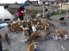 瀬戸内のネコの島～愛媛　青島で猫にまみれてきました～　vol.１　アプローチ編