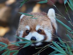 ぷらっと野毛山動物園　レッサーパンダからのビールコミュ忘年会！