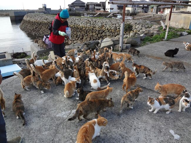 人口15人にネコが100匹以上!<br />瀬戸内海に浮かぶ小さな島、青島は猫の楽園!!<br />1日に2本しかない定期航路で海を渡り、<br />1日たっぷり青島を楽しんできました。<br /><br />