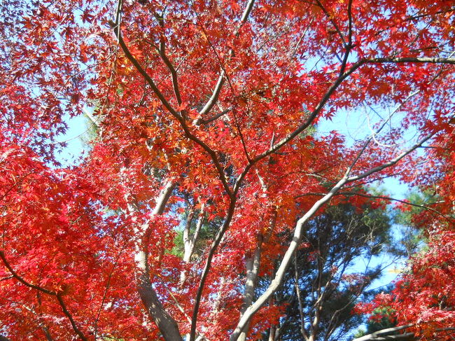 今年4月に続いて、2回目の訪問です。<br />お天気に恵まれ、まだ紅葉の残るお庭を拝見し<br />念願の暖炉の温もりの中、12月のお料理を堪能してきました。