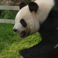 2013香港＆マカオ いろんなホテルに泊まる旅　その３（紅街市、竹林寺、コロアン島、「麺・莊」、夜のセナド広場）