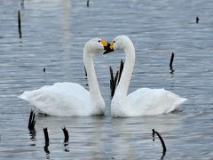 今がピーク？瓢湖白鳥達を見に、そして阿賀野川に沿う様に走る磐越西線で、撮る・乗る・撮る・乗る堪能してきました