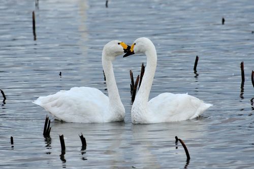生まれのブランドで 今がピーク？瓢湖白鳥達を見に、そして阿賀野川に沿う様に走る 絵画